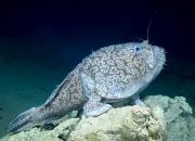 Perbandingan Anglerfish Laut Dalam dan Permukaan