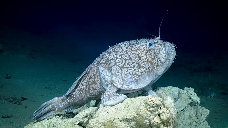 Perbandingan anglerfish laut dalam dan yang muncul di permukaan