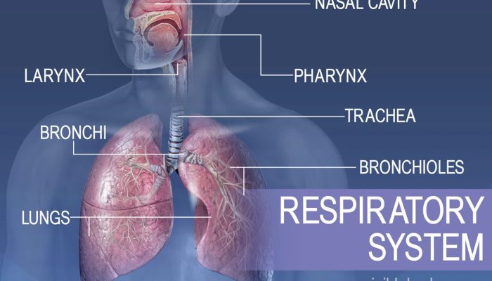 100 Nama Hewan Beserta Alat Pernapasannya