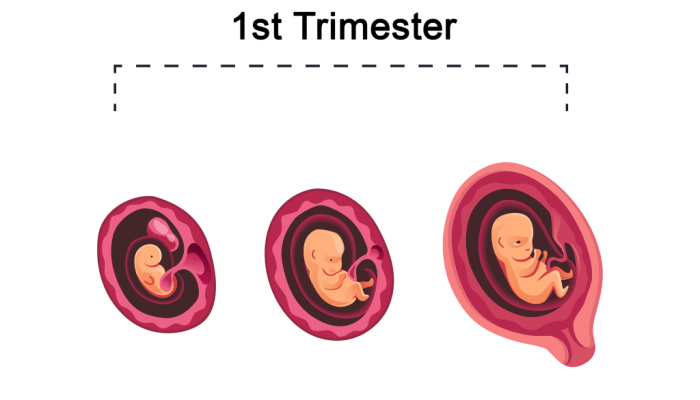 Ciri Ciri Janin Sehat Trimester Pertama