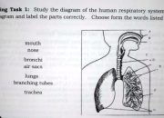 Sistem Pernapasan Mencit Anatomi, Mekanisme, dan Penyakit