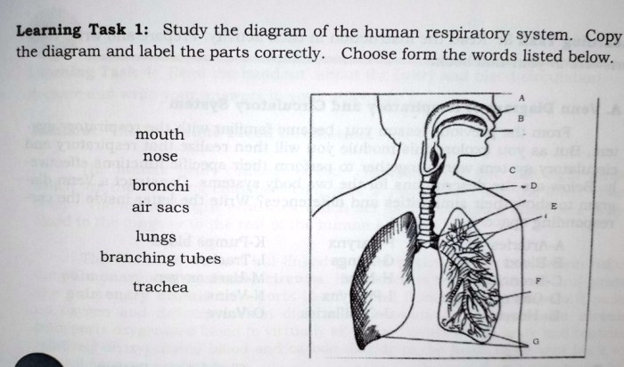 Sistem pernapasan mencit