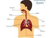 LKPD Sistem Pernapasan Anatomi, Mekanisme, dan Gangguan