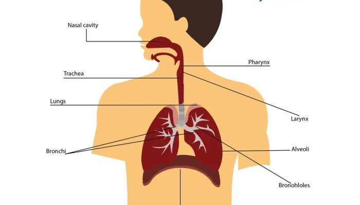 LKPD Sistem Pernapasan Anatomi, Mekanisme, dan Gangguan