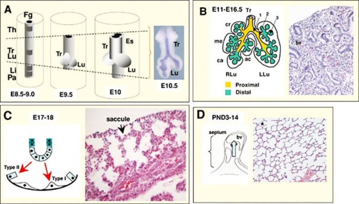 Lung airway mouse vivo