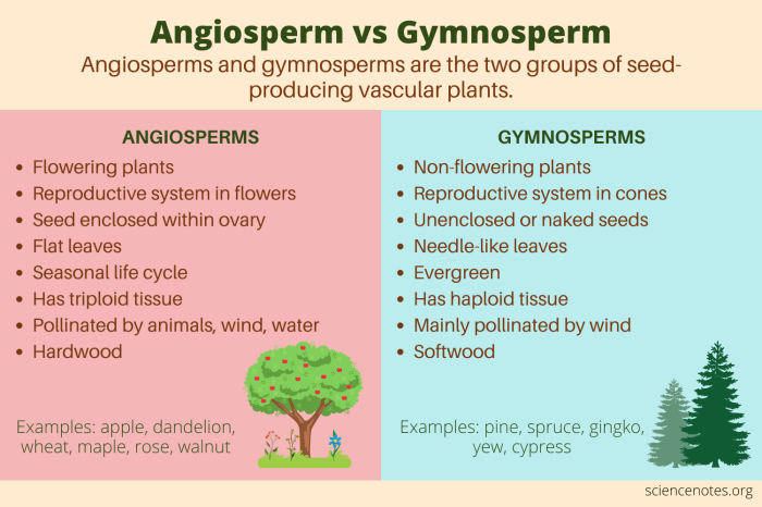 Angiosperm monocot dicot sa cc plant
