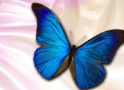 Blue Butterfly Wallpaper Panduan Lengkap