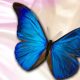 Butterfly wallpaper hd blue 1080 background butterflies desktop wallpapers backgrounds 3d magical girl pixelstalk glowing