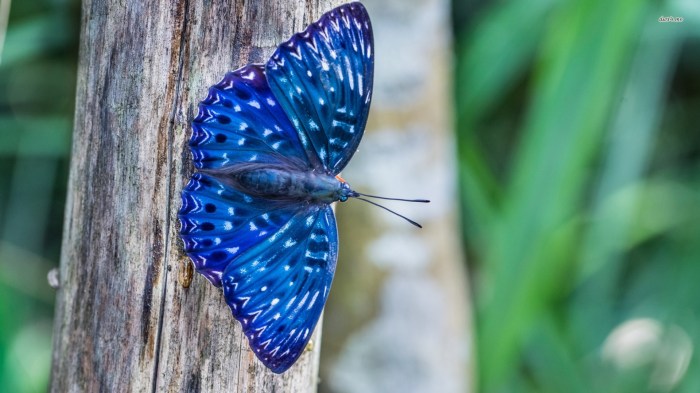 Blue butterfly wallpaper