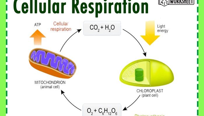 Pernapasan Hewan Mekanisme, Adaptasi, dan Gangguan