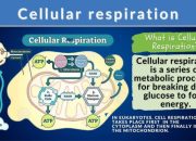Berikut ini yang bukan pengertian pernapasan adalah