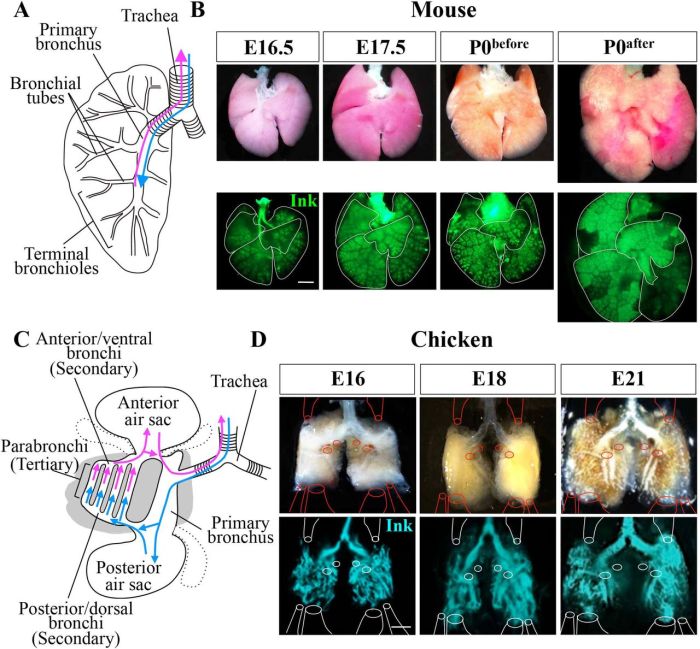 Sistem pernapasan mencit