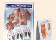 Poster Organ Pernapasan Panduan Lengkap