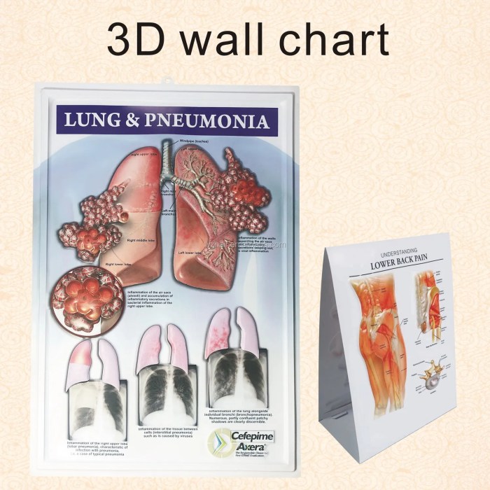 Poster organ pernapasan