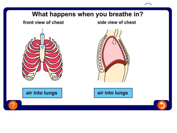 Pernapasan dada inspirasi