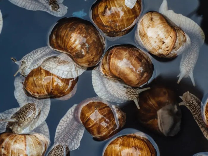 Siput bernapas dengan