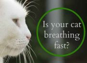 Kucing Bernapas Cepat Penyebab dan Penanganannya