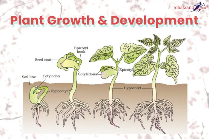 Pertumbuhan primer pada tumbuhan adalah pertumbuhan yang terjadi pada
