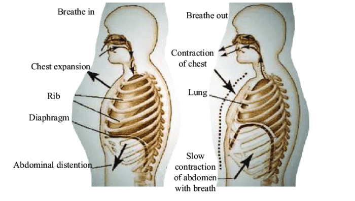 Ciri ciri pernapasan perut
