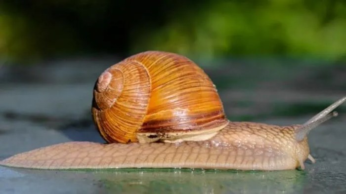 Siput bernapas dengan