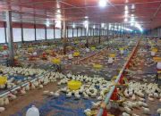 Potensi Investasi di Aceh dan Peluang Bisnis Terbaru Tahun Ini