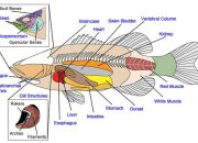 Alat Pernapasan Ikan Selain Insang