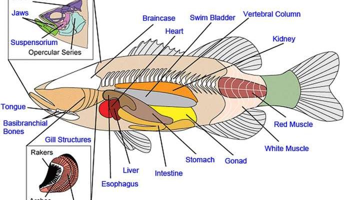 Alat Pernapasan Ikan Selain Insang