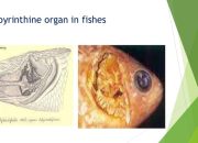 Sebutkan Alat Pernapasan pada Ikan