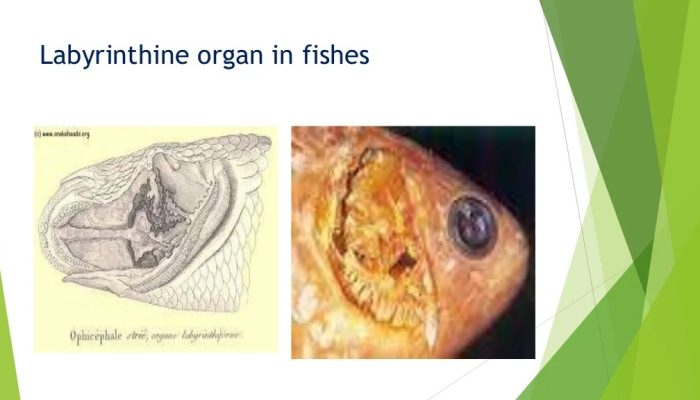 Sebutkan Alat Pernapasan pada Ikan