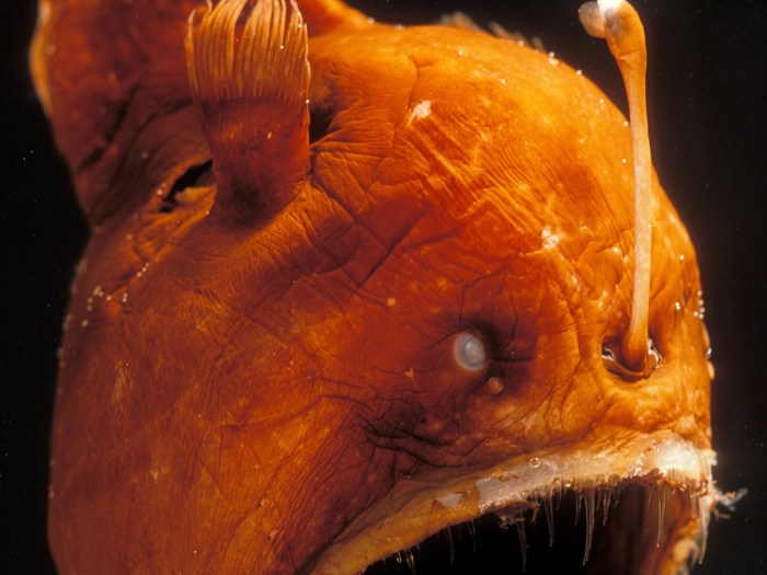 Perbandingan anglerfish laut dalam dan yang muncul di permukaan