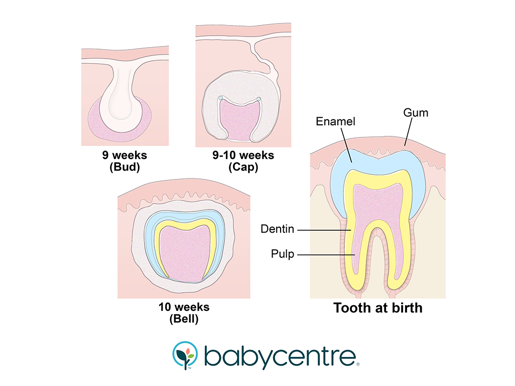 Merangsang pertumbuhan gigi bayi