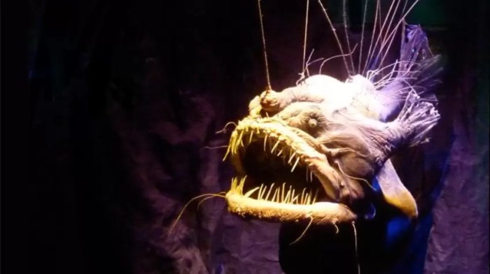 Angler anglerfish deep sea fish species britannica long simple there