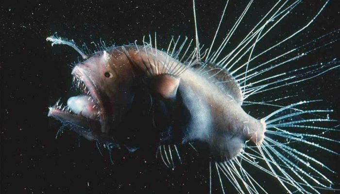 Ikan Anglerfish Muncul ke Permukaan Laut Karena Apa?