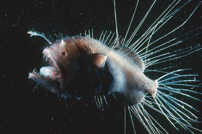 Ikan anglerfish muncul ke permukaan laut karena apa