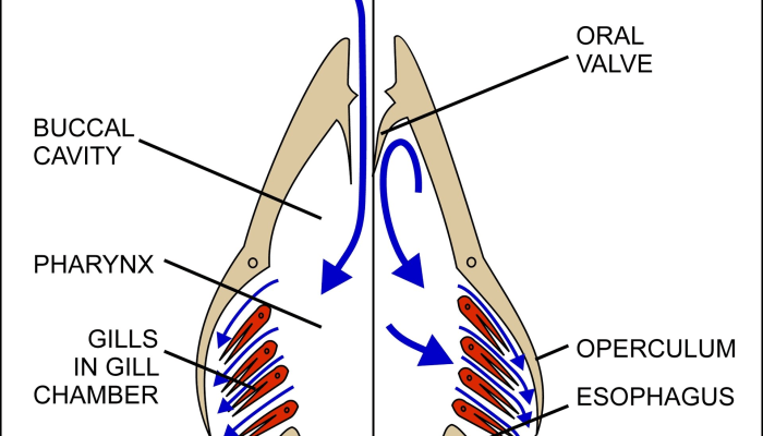 Mekanisme Pernapasan Ikan Studi Anatomi dan Fisiologi