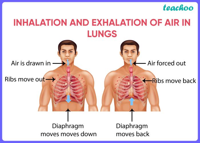 Organ yang berfungsi untuk mengatur suhu udara pernapasan adalah