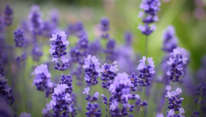 Lavender Wallpaper Panduan Lengkap Desain Interior