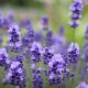 Lavender wallpaper
