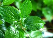 Manfaat Daun Sirih Cina untuk Kesehatan