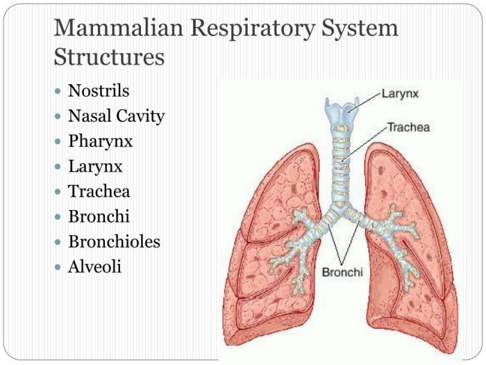 10 nama hewan dan alat pernapasannya