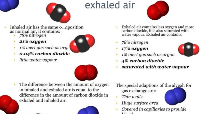 Organ yang berfungsi untuk mengatur suhu udara pernapasan adalah hidung