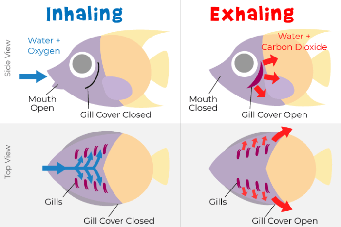 Breathe respiration cellular models nsta photosynthesis