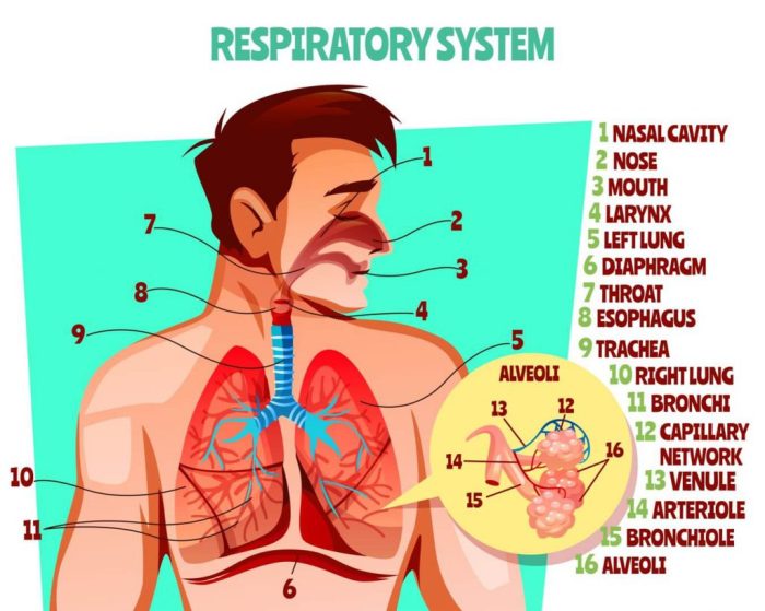Respiratory system nursing