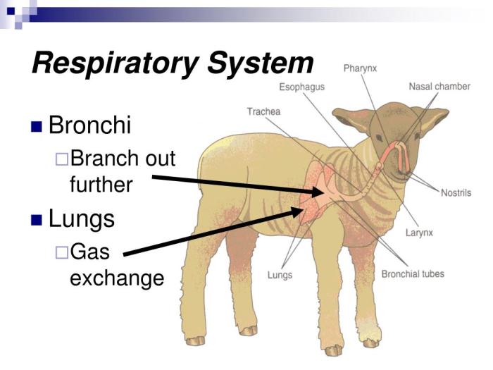 Respiratory amphibian mammal Respiratory amphibian mammal