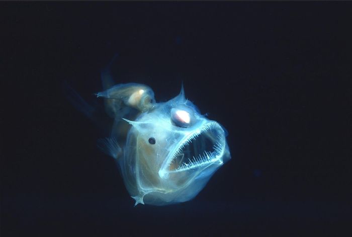 Ikan anglerfish muncul ke permukaan laut karena apa