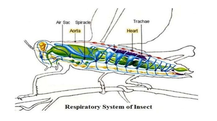 Respiratory insect