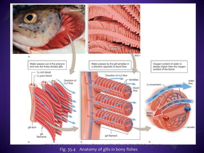 Alat pernapasan ikan selain insang