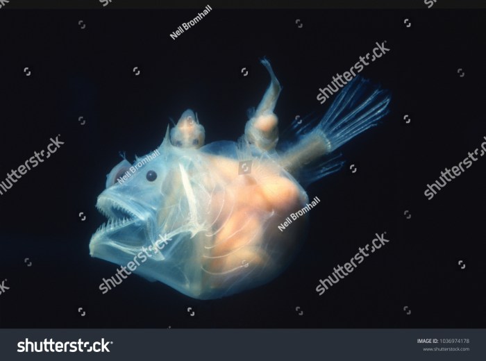 Perbandingan anglerfish laut dalam dan yang muncul di permukaan