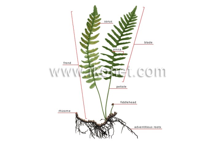 Fern nest ferns asplenium crissie fronds nests ends potted exotic compact