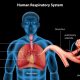 Gambar sistem pernapasan pada manusia